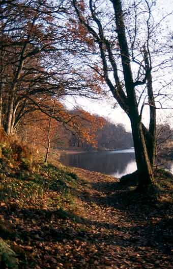 picture of a tree